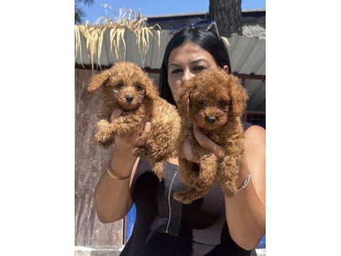Ufacık red toy poodle yavrularım