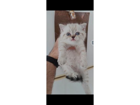 British shorthair kedisi