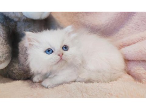 British longhair bayram şekerleri