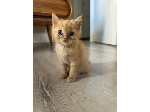 2.5 aylık british shorthair erkek