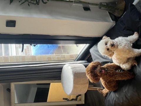 Maltipoo poodle pomeranian boo