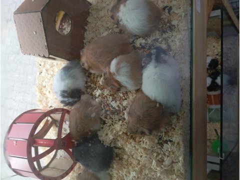 Yavru hamsterlar