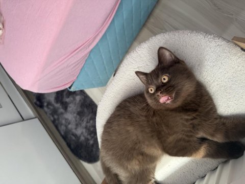 British shorthair çikolata erkek bebek