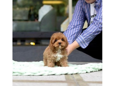 Orijinal maltipoo yavrular