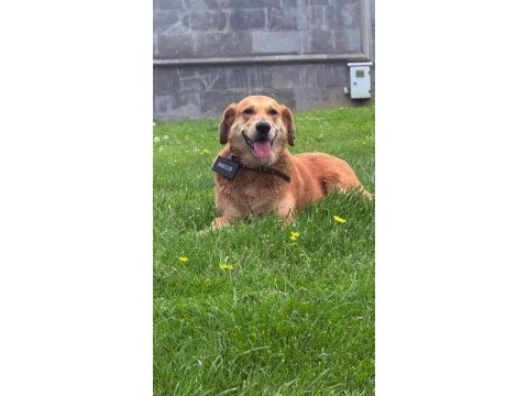 Golden retriever insan dostları