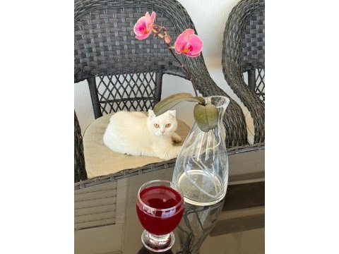Scottish fold kızıma eş arıyorum