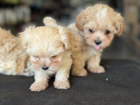 Show kalite kore maltipoo yavrularımız