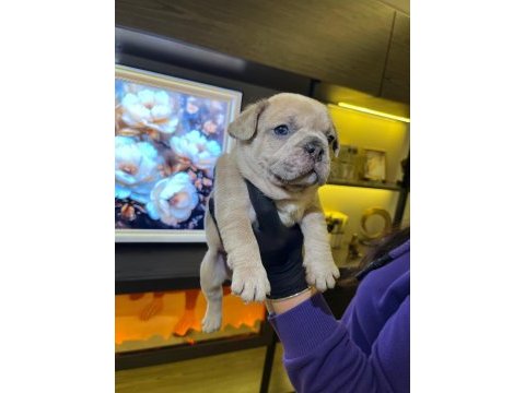 Egzotik french bulldog yavrularım harika renkler ve anatom