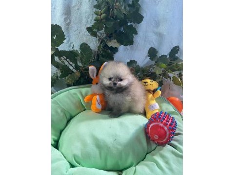 Pomeranian boo yavrularımız