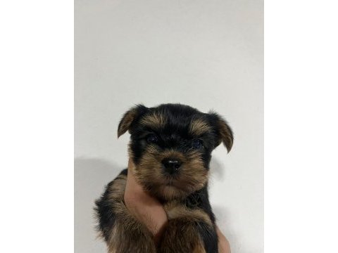 Dişi ve erkek original teacup yorkie yavrular