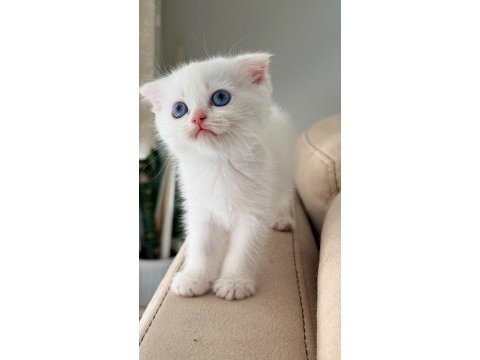 British shorthair ırk garantili