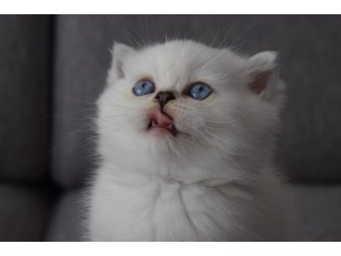 Secereli mavi gözlü scottish fold ve straight yavrular