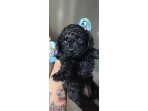 Siyahın en zarif hali poodle