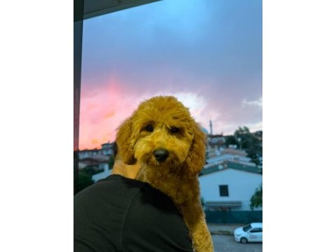 4 aylık erkek poodle pasaportlu