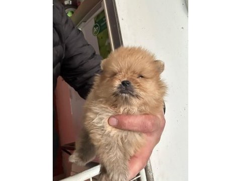 Pomeranian boo