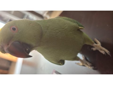 Pakistan papağanımız evcil değil