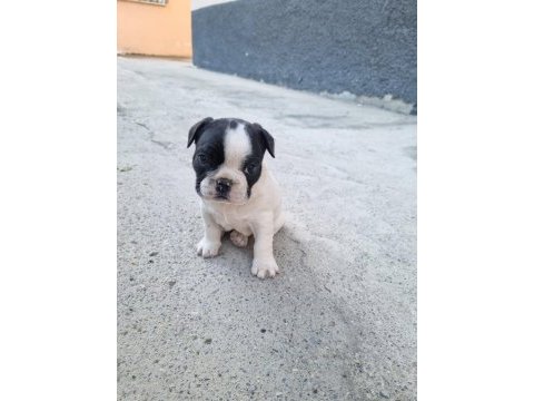 Üç adet standart french bulldog prensesler