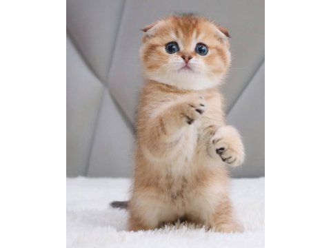 Top kafacık golden scottish fold 