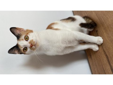 Depremzede kedi şila