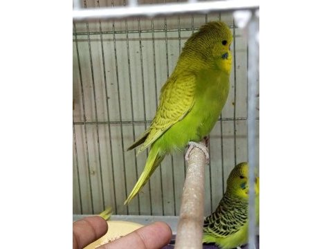 Yavru yeni düşmüş jumbo erkek muhabbet kuşu