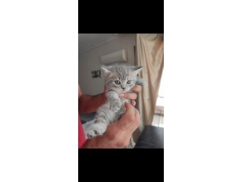 British shorthair kedisi