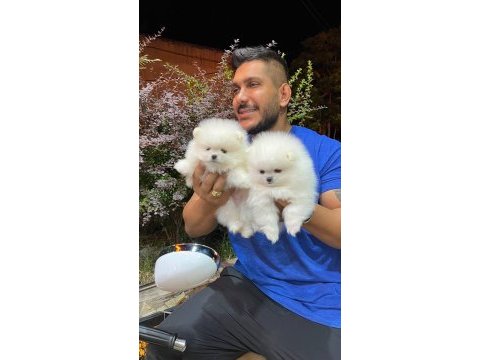 Pomeranian boo teddy