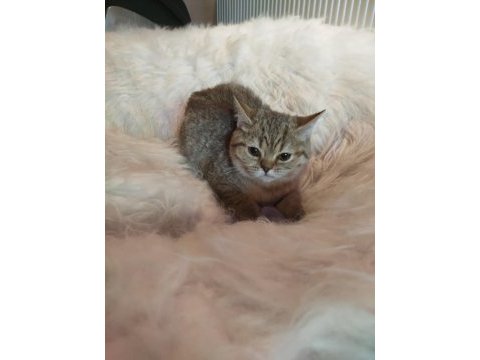 British shorthair yavrularımız