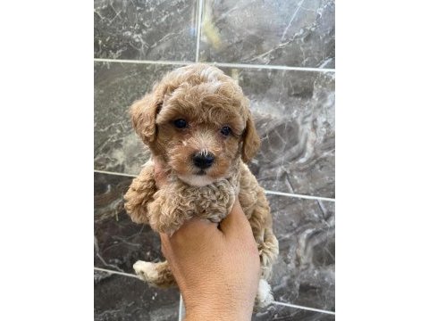 Minyatür orjinal maltipoo