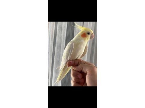 Erkek sultan papağanı lutino