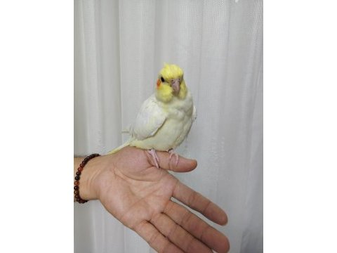 Ele alışkın sultan yavrusu