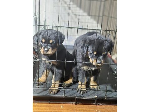 Koca kafa rottweiler