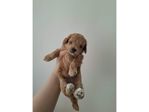 Ailemizde büyüyen maltipoo bebeklerim