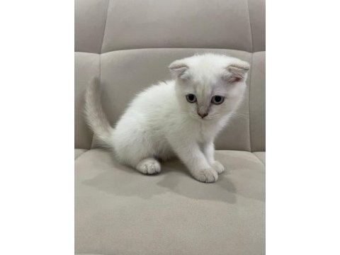 Aşılı safkan scottish fold