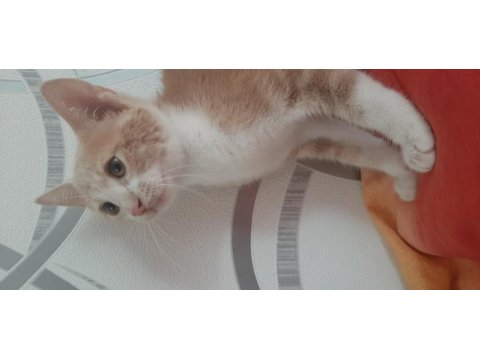 Sarman latte oğluşumuzun ömürlük ailesi olmak ister misiniz