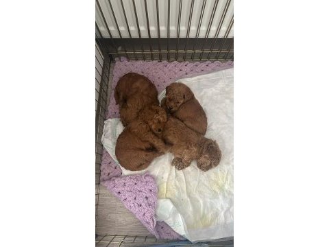 Poodle yavrularımız yeni evlerini bekliyor