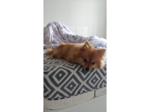 Dişi pomeranian