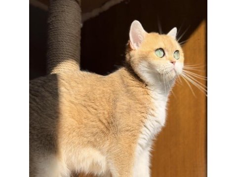 Kısırlaştırma şartıyla ücretsiz british shorthair
