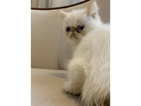 Güzellik abidesi persian dişiler