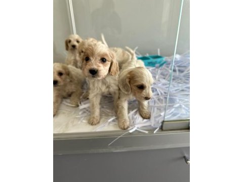 Maltipoo yavrularımız