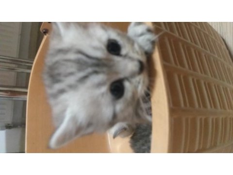 Güzel british longhair yavrular yeni sahiplerini arıyor