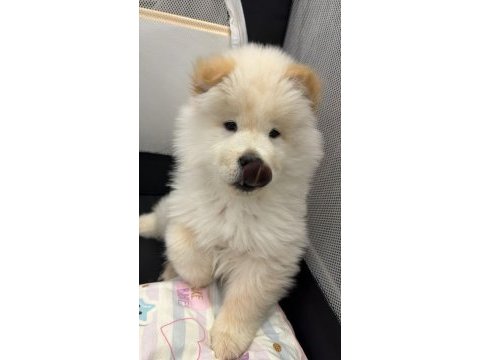 2 aylık erkek chow chow yavrumuz