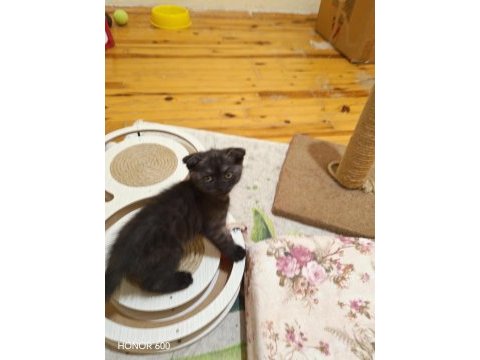 45 günlük dişi yavru scottish fold