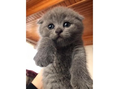 Scottish fold kız ve erkek son 2 yavru