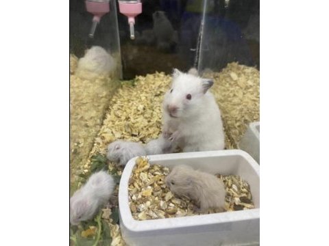 You ask for a hamster well bring it to antalya