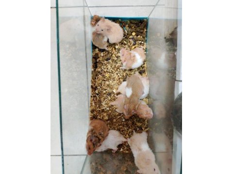 Yavru hamster