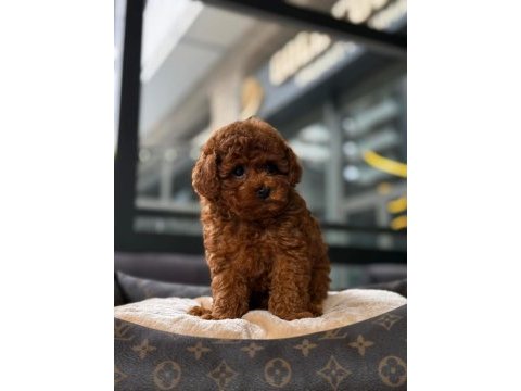 Toy poodle yavrularım