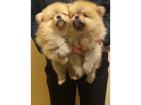 Pomeranian boo erkek 3 aylık