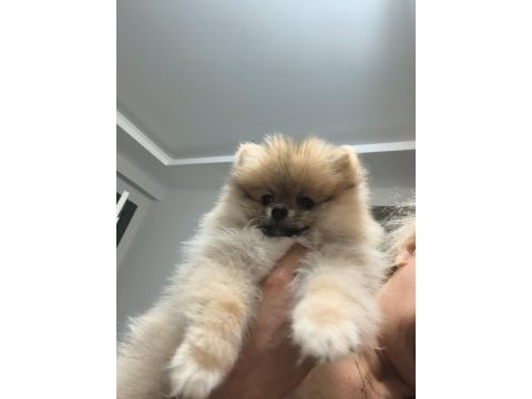 Pomeranian boo oyuncu ve orjinal