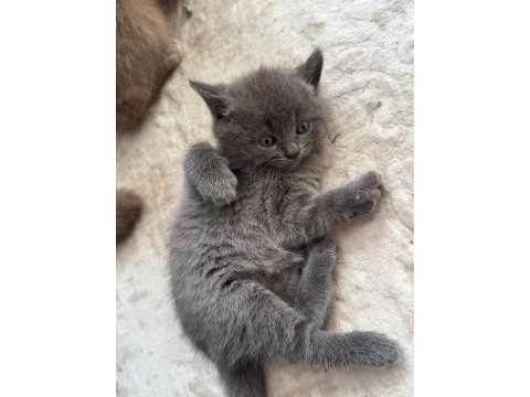 6 mart doğumlu british shorthair yavrular 2 adet