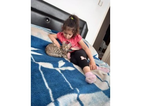 Minik bebeğe yuva tekir